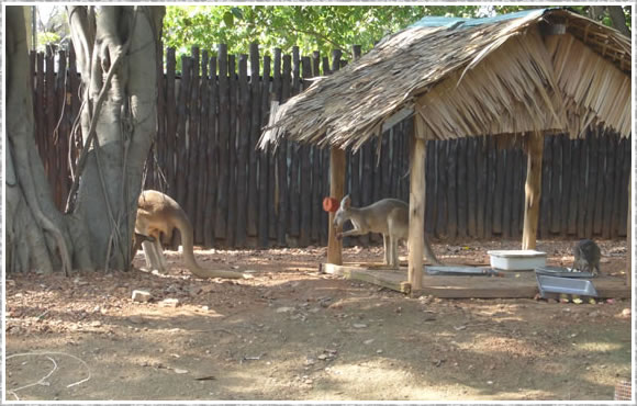 カンガルー